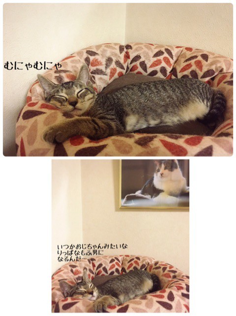 キキとジジお届けでした。 : 猫とお酒と日々のこと Powered by