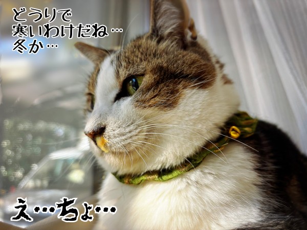 青っ洟シュウさま : 猫とお酒と日々のこと Powered by