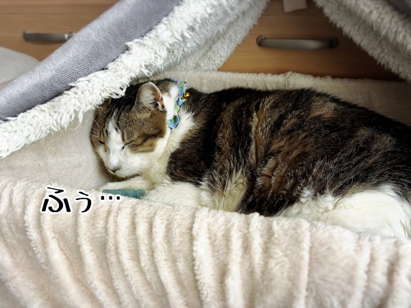 シュウさま専用ページ 整うシュウさま : 猫とお酒と日々のこと Powered by ライブドア