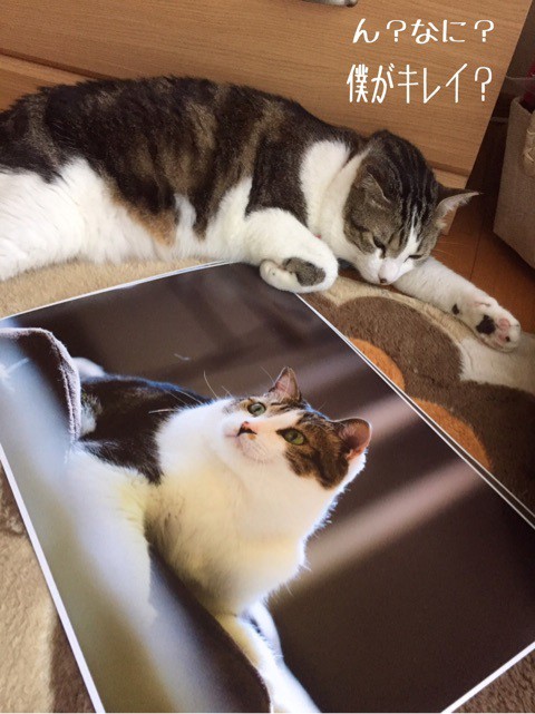 現役時代のシュウ様 : 猫とお酒と日々のこと Powered by