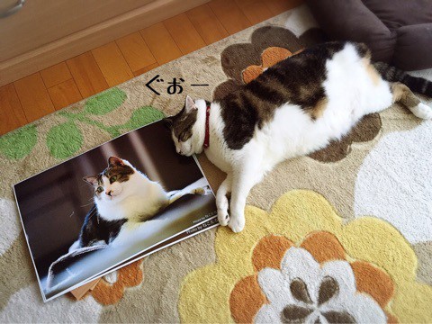 ♡シュウさま♡ シュウ様のウチの子記念日 : 猫とお酒と日々のこと Powered by