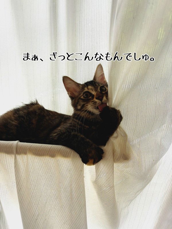 子猫の世界。と今日のあの子 : 猫とお酒と日々のこと Powered by ライブドアブログ