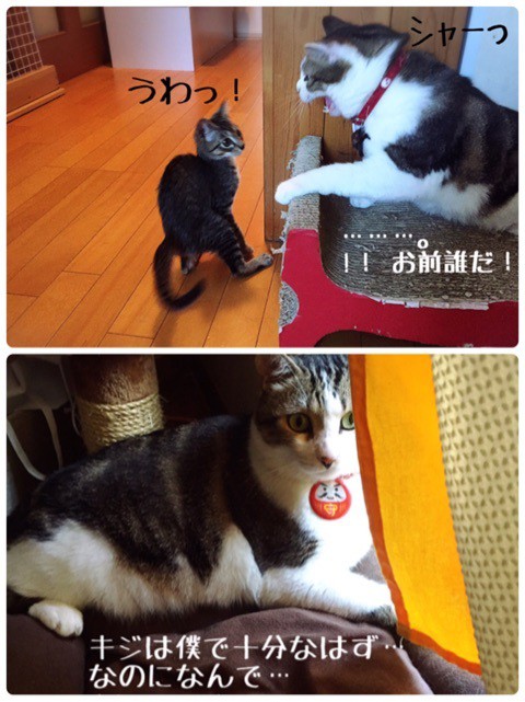キキとジジお届けでした。 : 猫とお酒と日々のこと Powered by