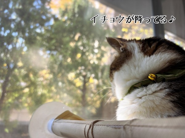 ♡シュウさま♡ シュウ様のウチの子記念日 : 猫とお酒と日々のこと Powered by