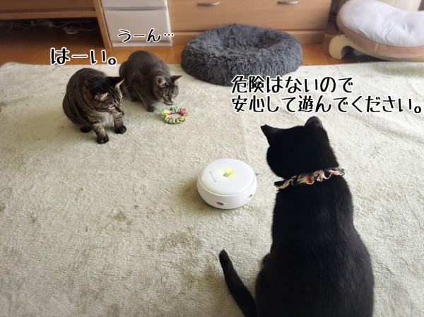 斜に構えた(自称)子猫の心を掴みたい : 猫とお酒と日々のこと Powered by ライブドアブログ