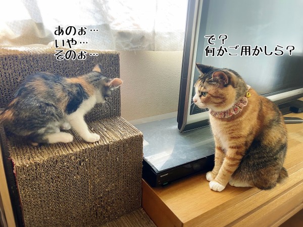 ついに…新旧縞三毛☆対決 : 猫とお酒と日々のこと Powered by