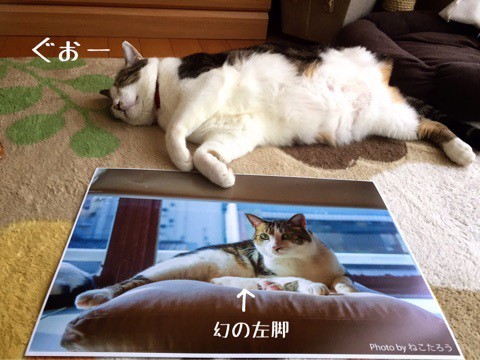 現役時代のシュウ様 : 猫とお酒と日々のこと Powered by