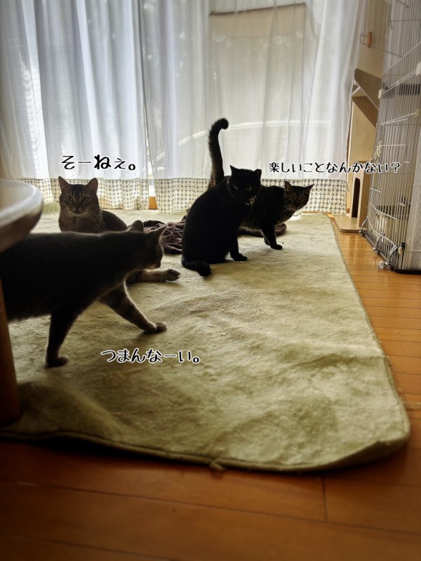 斜に構えた(自称)子猫の心を掴みたい : 猫とお酒と日々のこと Powered by ライブドアブログ