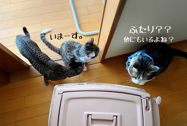 トトクク☆巣立ちの歌♪ : 猫とお酒と日々のこと Powered by