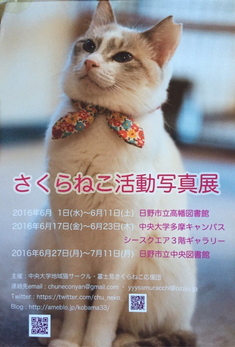 現役時代のシュウ様 : 猫とお酒と日々のこと Powered by