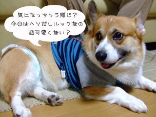 発見 小力犬 Corgi S Cafe