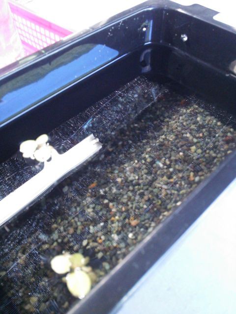 道の駅でメダカ お暇暮らし 庭