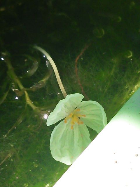 クロモの雌花 そして似ている水草の花 お暇暮らし 庭 クロモの雌花 そして似ている水草の花 お暇暮らし 庭