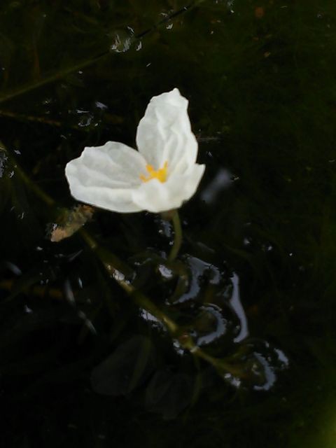 クロモの雌花 そして似ている水草の花 お暇暮らし 庭