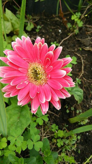 地植えガーベラ開花ー お暇暮らし 庭