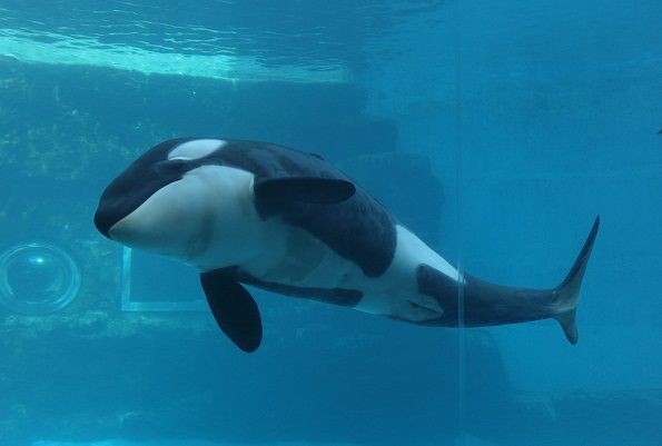 赤ちゃんシャチほこっ ぶろぐ 本の虫にも五分の魂