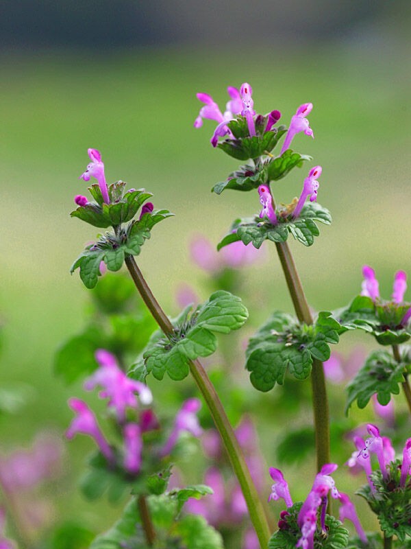 新春記念 花の蜜を吸える春の植物を紹介 なんjまん