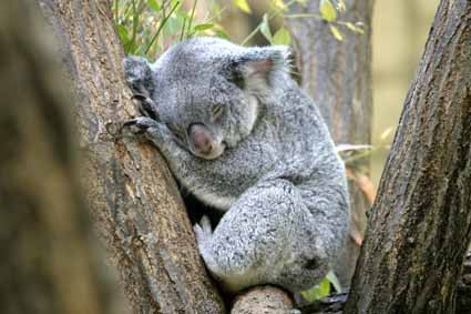 動物の睡眠時間ってどのくらい 舘祐司の気ままなブログ