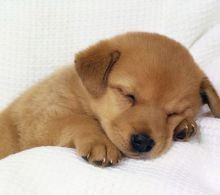 動物の睡眠時間ってどのくらい 舘祐司の気ままなブログ