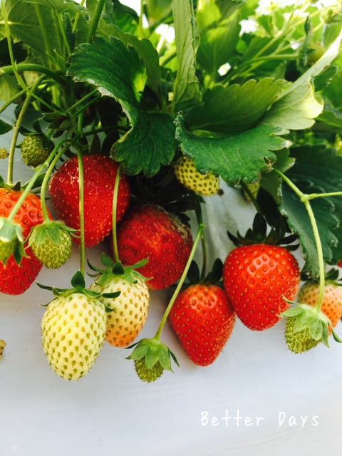 いちご狩り Better Days