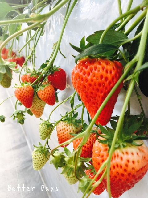 いちご狩り Better Days