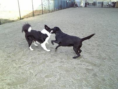 ひげ枝毛 ちゅら犬日記