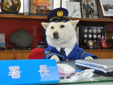 芸能 ソフトバンクcmの お父さん犬 カイくんが売られちゃう 所属事務所 湘南動物プロダクション に13年間の税金未納報道 タブロイド速報