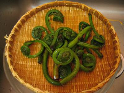 アメリカ生まれのぜんまい ニューヨークを眺めて暮らす