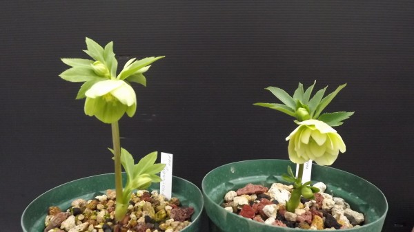 リグリクスダブル開花しました！ : 浅間クリスマスローズガーデン News