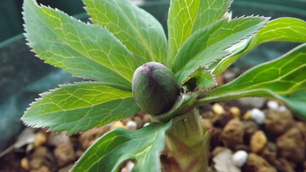 原種クリスマスローズh Torquatus Servia Red栄養増殖開花株no 01 Matrixae Com 原種クリスマスローズh Torquatus Servia Red栄養増殖開花株no 01 Matrixae Com