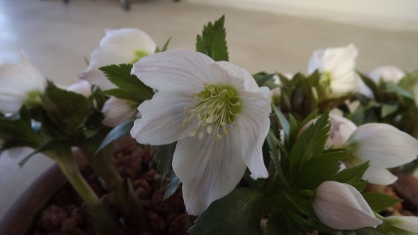 陝西省太白山のチベタヌス : 浅間クリスマスローズガーデン News