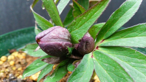 Helleborus torquatus double 