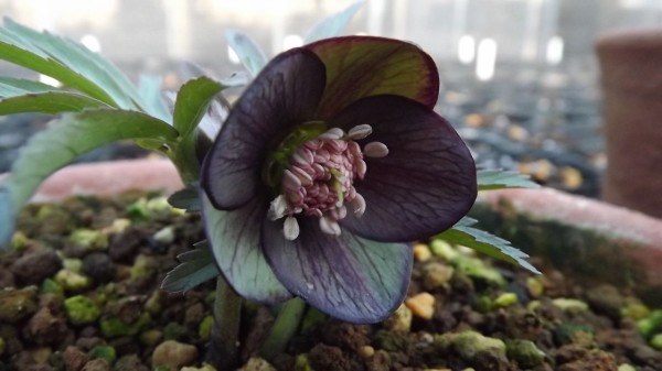 赤蕊トルカータス : 浅間クリスマスローズガーデン News release & topics