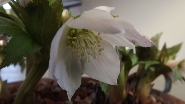 ☆チベタヌス太白山種 ☆4年苗☆クリスマスローズ苗 2025.3.24 発芽