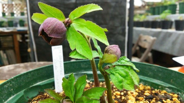 Helleborus torquatus double 