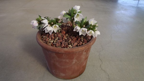 陝西省太白山のチベタヌス : 浅間クリスマスローズガーデン News