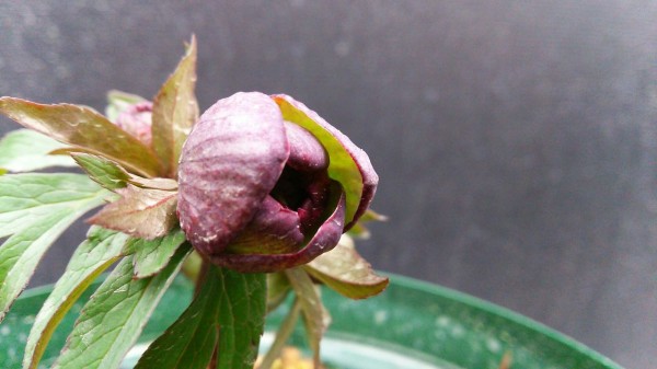 Helleborus torquatus double 