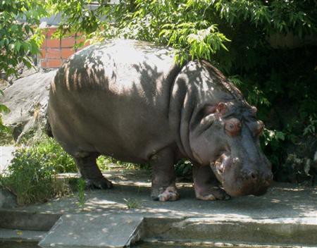 訃報 旭山動物園のカバ ザブコ さん 老衰で死去 ４９歳 人間だと９０歳程度 クラーク速報