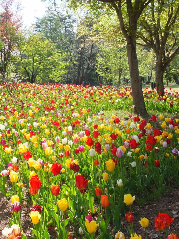 花の宝庫 北アルプス山麓に広がる広大な花畑を散歩 長野県安曇野市 国営アルプスあづみの公園 堀金 穂高地区 お弁当と散歩の手帳