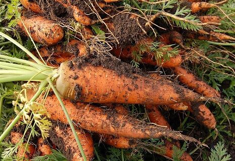 田舎で義両親と同居している義弟嫁が 近所からもらった野菜の形が悪いだの泥がついているだの愚痴ってきてうざい 人間関係まとめ 田舎で義両親と同居している義弟嫁が 近所からもらった野菜の形が悪いだの泥がついているだの愚痴ってきてうざい 人間関係まとめ