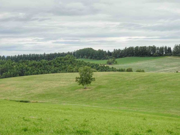 北海道】美瑛の丘めぐり(2019年7月) 絵本の木 : 何度でも訪れ