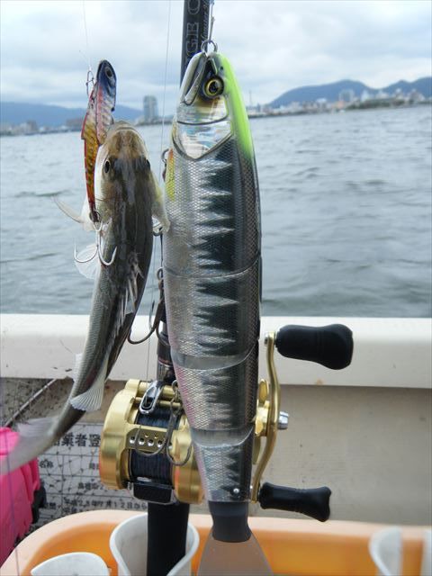 最近の釣果まとめ 宍道湖 中海 ボートシーバス ガイド船 たたら丸
