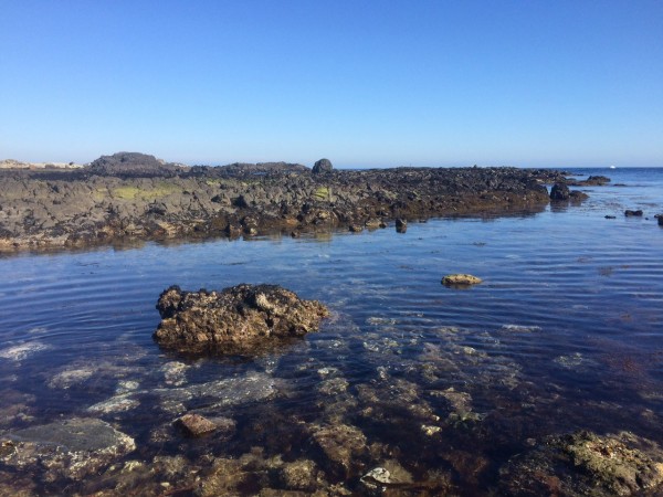 東伊豆ヒラスズキ探索 ベタ凪の地磯 Burst High