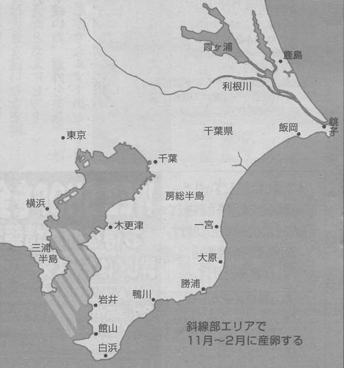 スズキ 鱸 その4 東京湾のスズキ Club Bigonesのblog