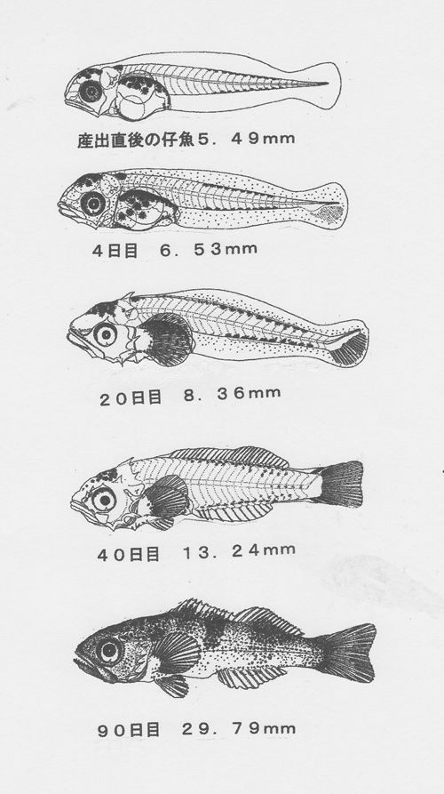 メバル 目張 その2 交接 交尾をした初めての硬骨魚 Club Bigonesのblog