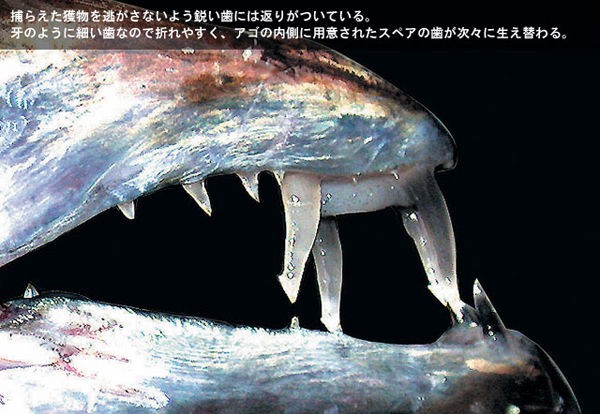 タチウオ その3 タチウオの計測 前肛門長とは Club Bigonesのblog