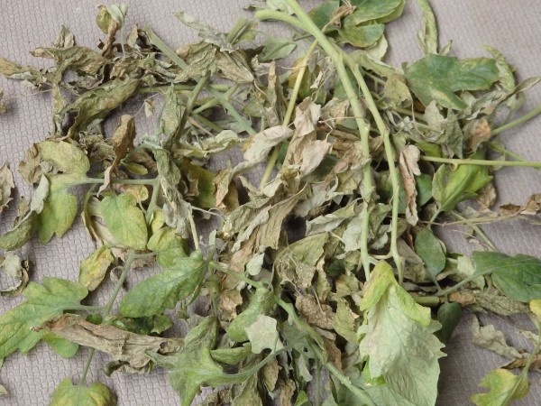 栽培記録 ハダニ地獄 ジューシーミニ ミニトマト 19 6 Cocoronのベランダ多肉 家庭菜園