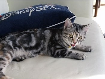 猫の毛の色って変わるよね アメショーのサクラの場合 猫とキャンプとエトセトラ