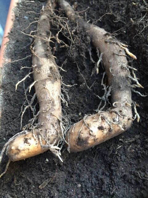 収穫した山芋から芽が出た アルゼンチンlife