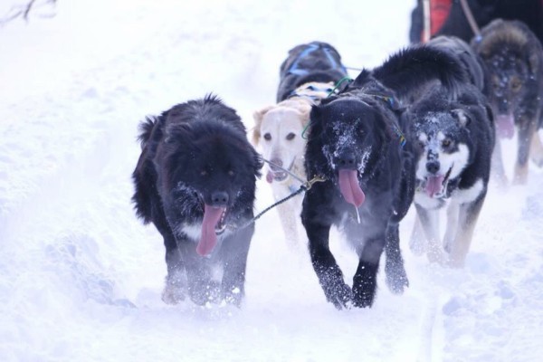 14犬ぞりツアー 北海道アドベンチャーツアーズ オレブログ